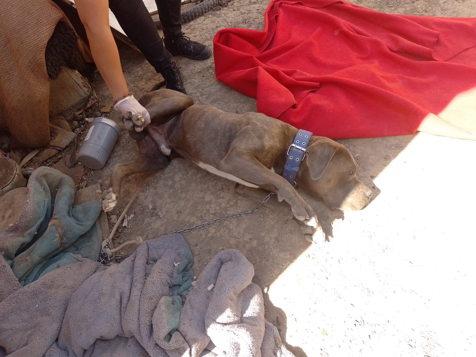 Graneros: Tras denuncia de municipio detienen a hombre por maltrato animal