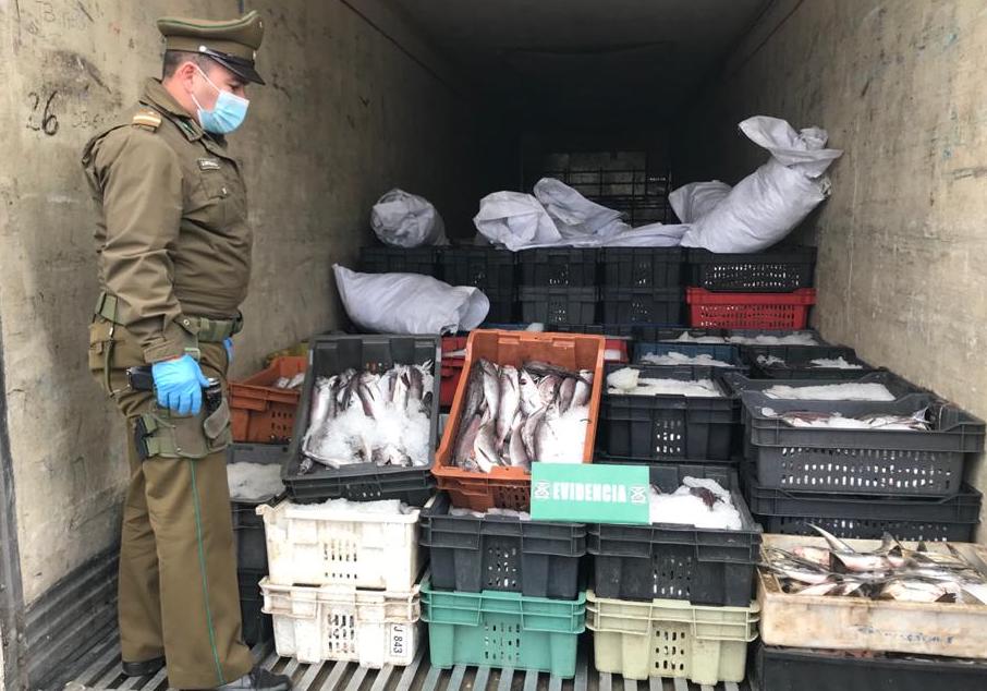 Semana Santa: Carabineros y Sernapesca decomisaron 15 toneladas de merluza