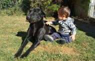 Ley de Tenencia Responsable de Mascotas: ¿Avance o estancamiento?