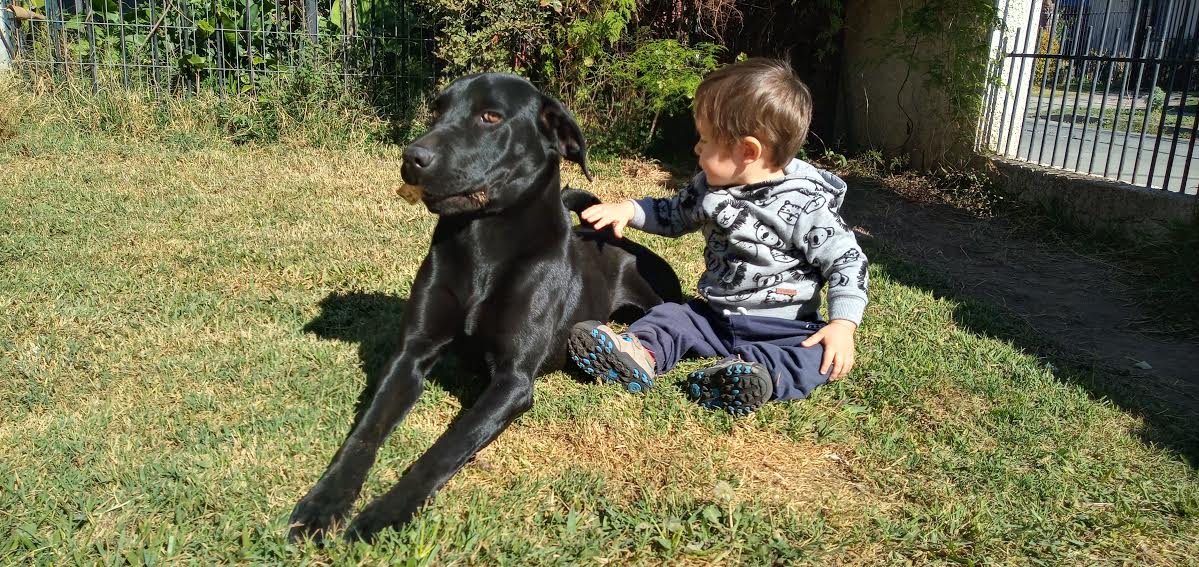Ley de Tenencia Responsable de Mascotas: ¿Avance o estancamiento?