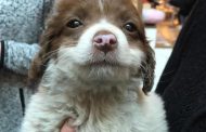 Exitosa jornada de adopción en Rancagua