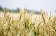 Falta de mano de obra y sequía complican al sector agrícola