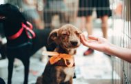 Jornada de adopciones, desparasitación y chipeos gratuitos en Open Rancagua
