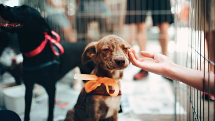Jornada de adopciones, desparasitación y chipeos gratuitos en Open Rancagua
