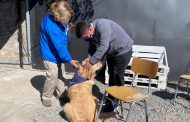 Hospital de Mascotas de Rancagua da su primer paso