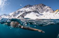 Bárbara Hernández busca romper nuevo récord al nadar en la Antártica