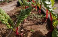 Corfo invita a emprendedores a postular proyectos que busquen ser una solución sustentable en la agroindustria