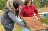 Culmina exitoso proyecto UOH que fortaleció el rubro apícola