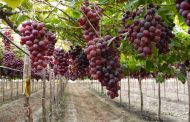 Conoce las principales frutas que Chile exporta al mundo