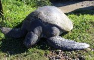 Tortuga rescatada en las costas de Valdivia será rehabilitada en Parque Safari de Rancagua