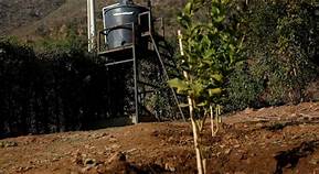 Seremi de Agricultura solicita extensión de emergencia agrícola para toda la Region de O'Higgins
