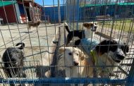 Municipalidad de Rancagua hace un llamado a adoptar perritos del Canil Municipal