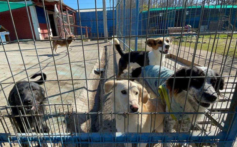 Municipalidad de Rancagua hace un llamado a adoptar perritos del Canil Municipal