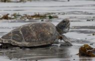 Sernapesca y Parque Safari logran exitosa reinserción de tortuga marina a su hábitat tras rescate y rehabilitación