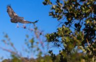 Águila retorna a su hábitat gracias a trabajo conjunto de División El Teniente y la Universidad de O’Higgins