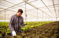 Convenio entre HortiCrece y centro universitario de México permitirá llevar la agricultura protegida a horticultores de O’Higgins