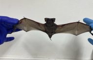 El octavo caso en la región:  Encuentran murciélago con rabia en centro de San Fernando