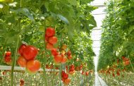 Paro de camioneros pone en alerta máxima a productores agrícolas por deterioro de hortalizas para el abastecimiento interno