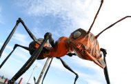 Insectos gigantes protagonizarán pasacalle internacional que se tomará Rancagua