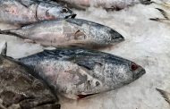 Tras fiscalizaciones: Seremi de Salud O´Higgins decomisa Pescados y Mariscos