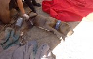 Graneros: Tras denuncia de municipio detienen a hombre por maltrato animal
