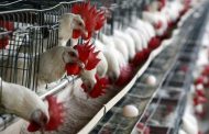 Agrosuper y la Gripe Aviar: ¿habrá alzas en los precios de pollos y huevos?