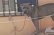 Municipio recupera perro que era  maltratado y herido por su dueño en Graneros