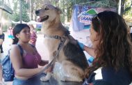 Graneros: Municipio ha esterilizado más de 600 mascotas durante la última semana