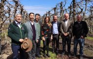 ASOEX lanza oficialmente la temporada de cerezas: Campañas de promoción se intensificarán en China y habrá una mayor inversión