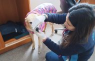 Mascotas albergadas en cárcel de Rancagua fueron atendidas  por equipo veterinario de la Municipalidad