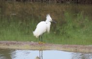 Censos de aves suman 30 nuevos registros de especies en Laguna de Cáhuil