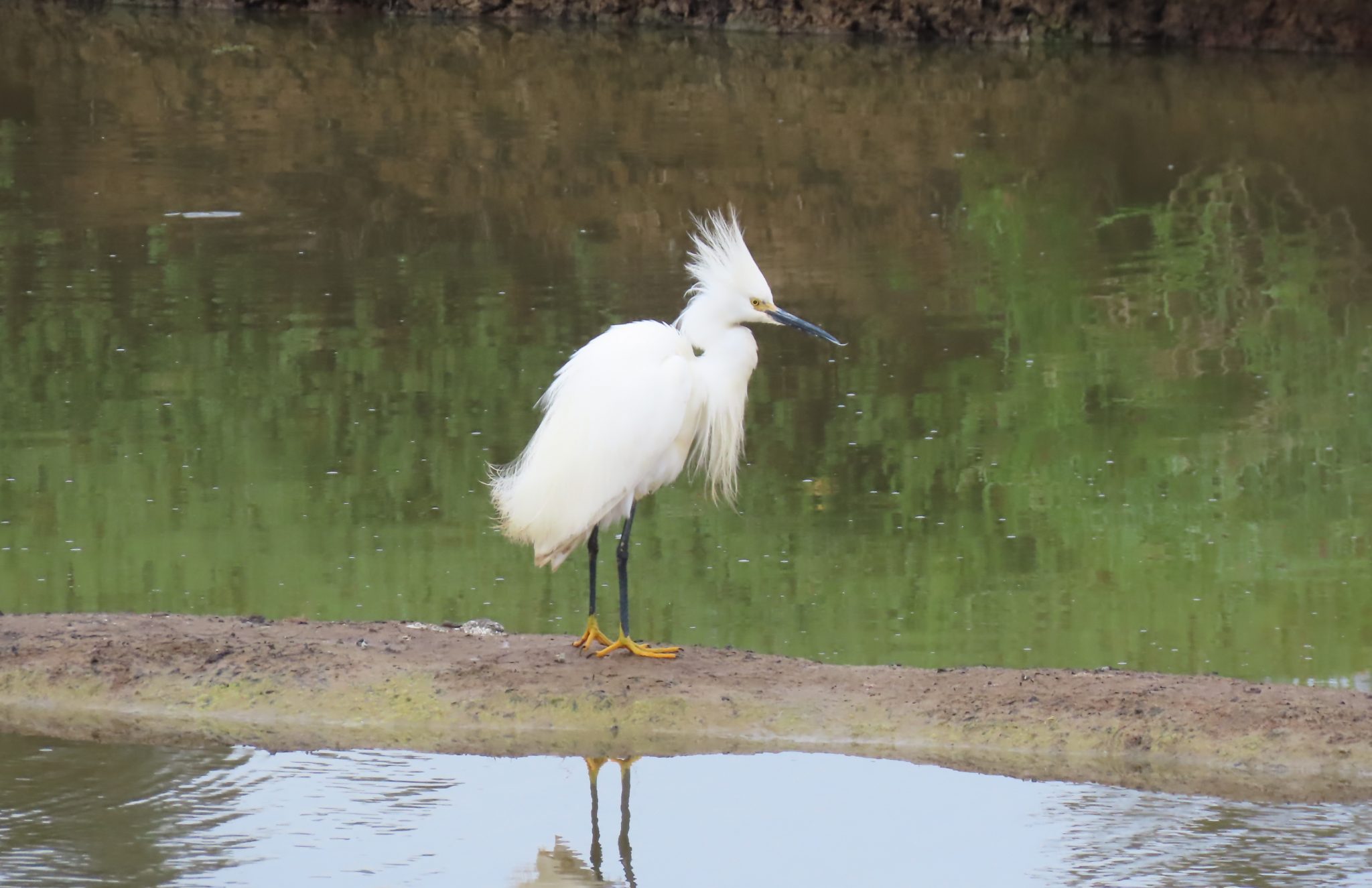 Censos de aves suman 30 nuevos registros de especies en Laguna de Cáhuil