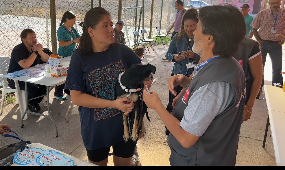 Seremi de Salud reporta nuevo caso de murciélago con rabia en Rancagua