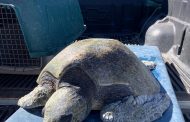 Sernapesca lideró exitoso traslado de dos animales marinos desde Coquimbo a Rancagua