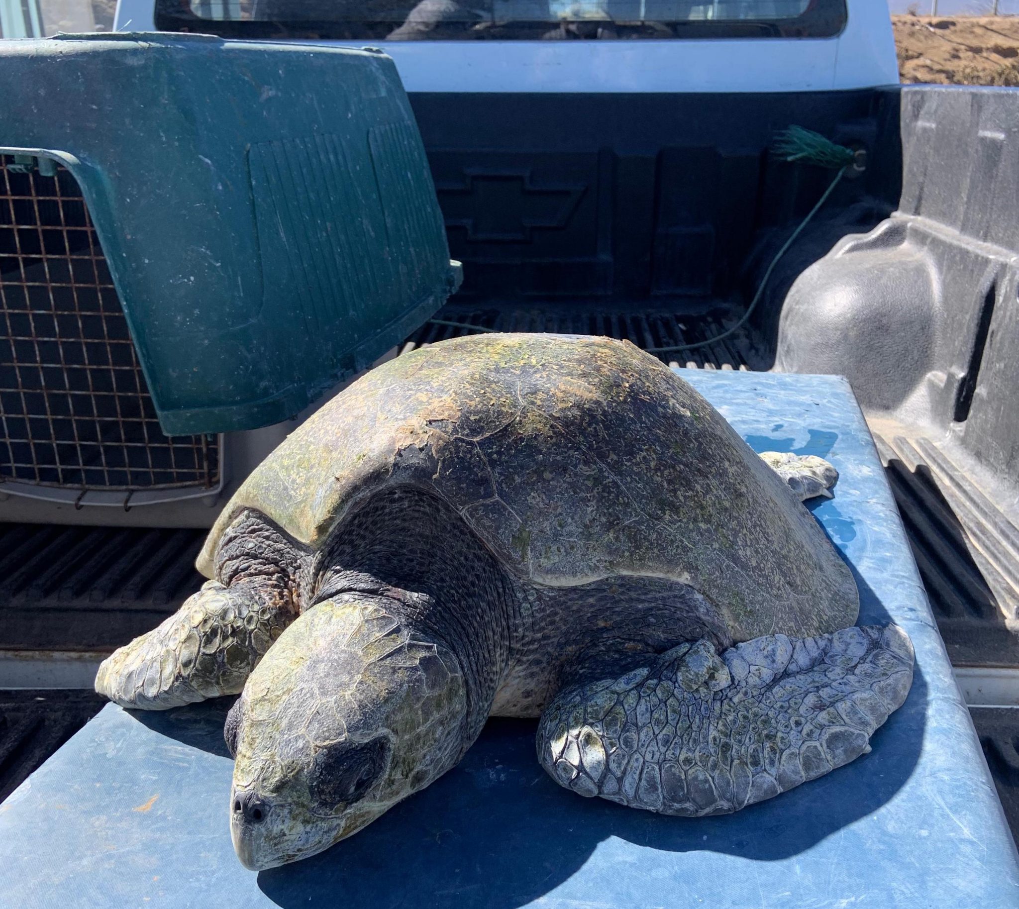 Sernapesca lideró exitoso traslado de dos animales marinos desde Coquimbo a Rancagua