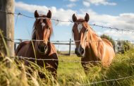 Anemia infecciosa equina: nuevo brote enciende las alarmas en Chile