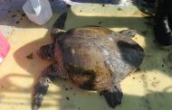 Sernapesca efectuó el traslado de una tortuga olivácea que varó en Guanaqueros a su rehabilitación en Rancagua