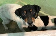 Albergue de Emergencia de Graneros entrega protección a once mascotas de familias afectadas por sistema frontal