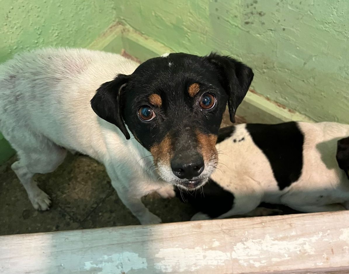 Albergue de Emergencia de Graneros entrega protección a once mascotas de familias afectadas por sistema frontal