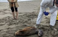 Pichilemu: Sernapesca alerta por lobos marinos atacados por perros en playas y hace llamado a la tenencia responsable de mascotas