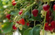 Investigadores de la UOH buscan combatir plaga que afecta la producción de frutillas