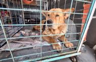 Municipio de Rancagua realiza nuevo rescate de perros maltratados