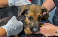 Alcalde Raimundo Agliati anuncia querella por grave caso de abandono animal en Rancagua