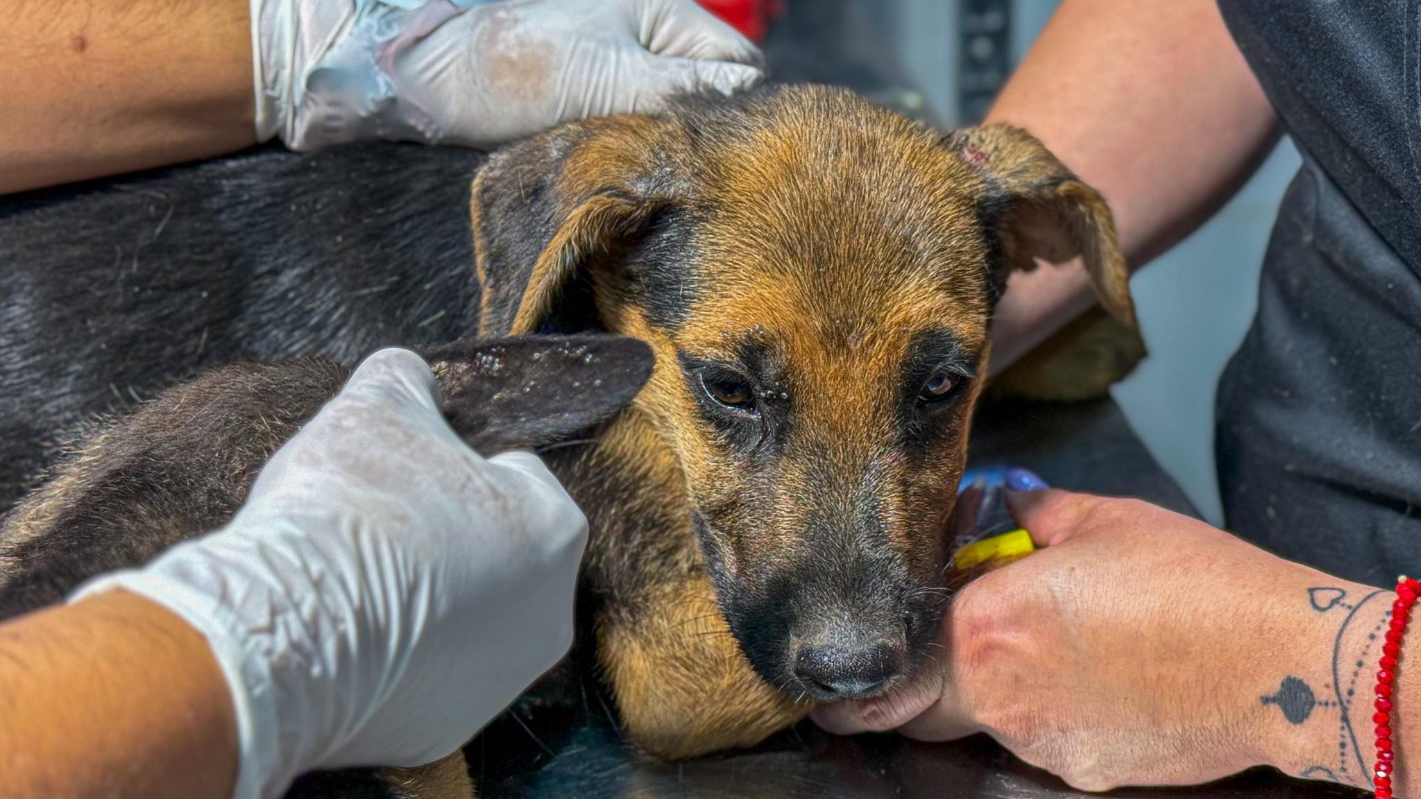 Alcalde Raimundo Agliati anuncia querella por grave caso de abandono animal en Rancagua