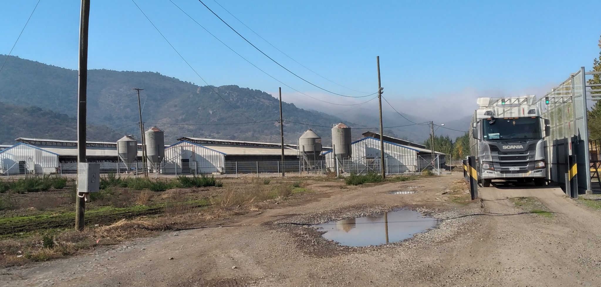 Superintendencia del Medio Ambiente formula cargos contra titular del Plantel de cerdos Leñadura-Nancagua