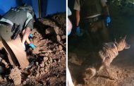 Carabineros rescata a perro enterrado entre escombros en Rancagua