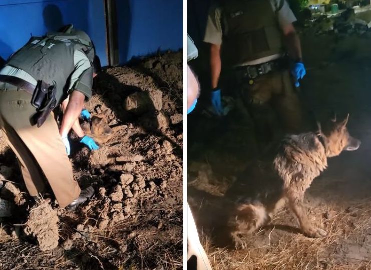 Carabineros rescata a perro enterrado entre escombros en Rancagua