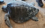 Tortuga olivácea rescatada en Chiloé fue trasladada a centro especializado de Fundación Safari en Rancagua