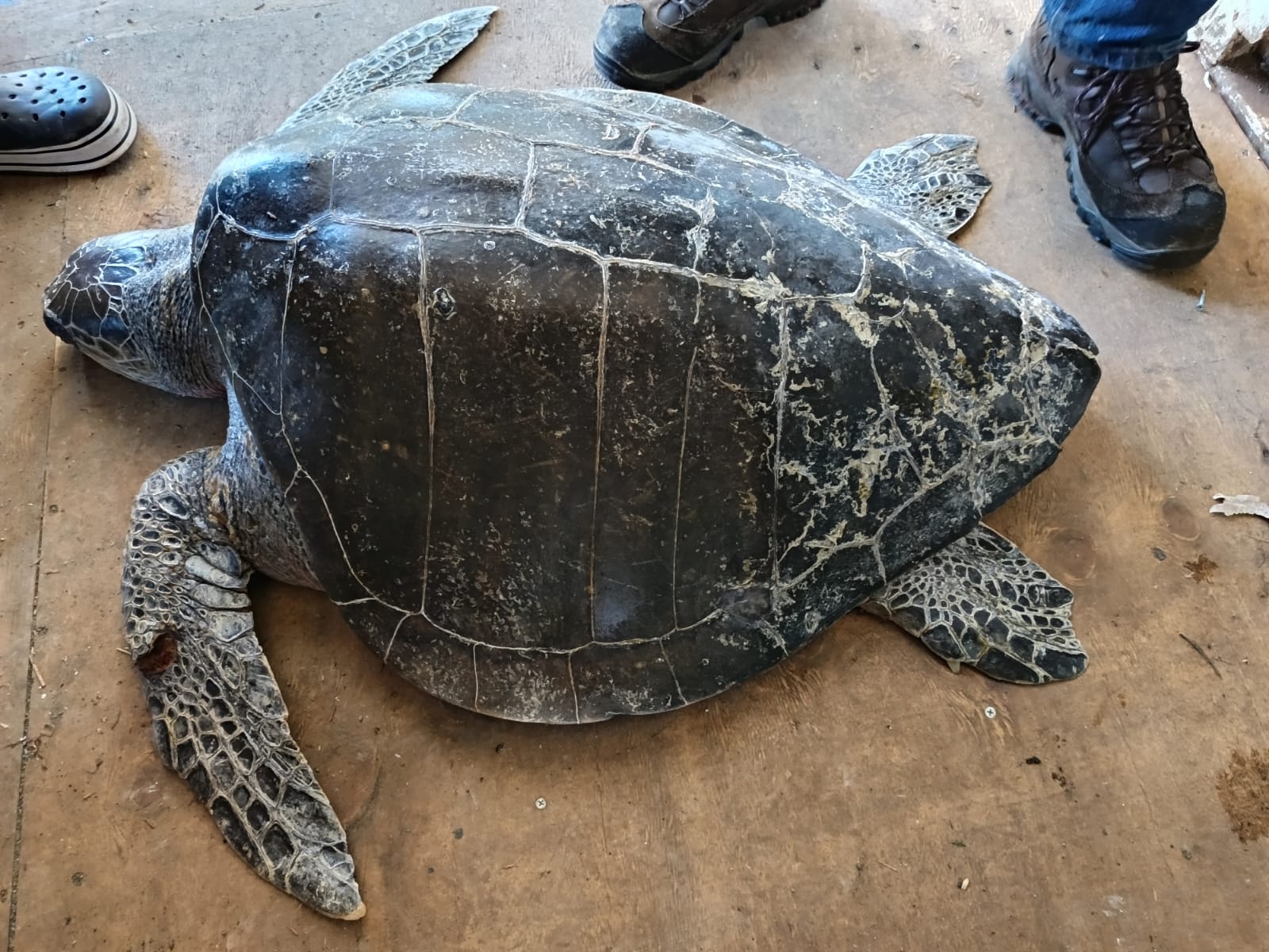 Tortuga olivácea rescatada en Chiloé fue trasladada a centro especializado de Fundación Safari en Rancagua