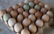 Gobierno Regional y Universidad de O’Higgins implementan laboratorio con potencial de verificar el sistema de producción de huevos de gallina